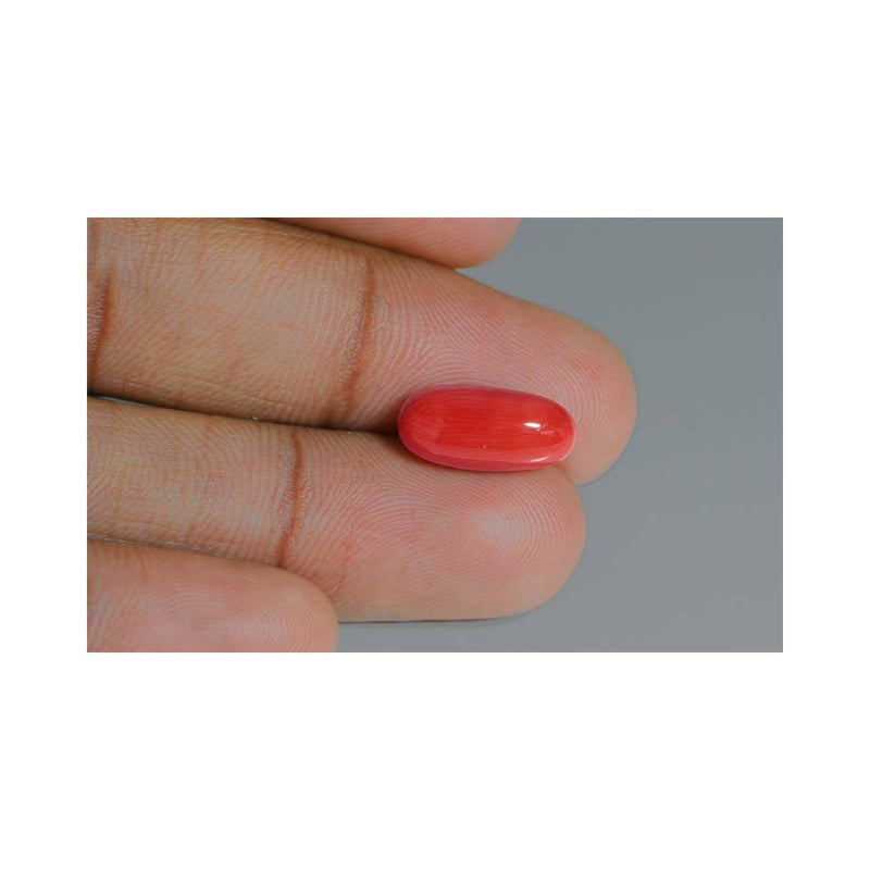 Natural Coral- 12 in India, US, UK, Australia, Europe