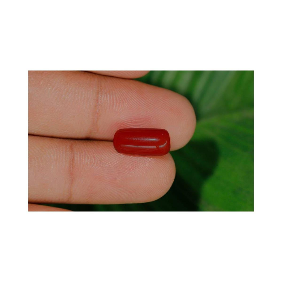 Natural Coral- 8 in India, US, UK, Australia, Europe