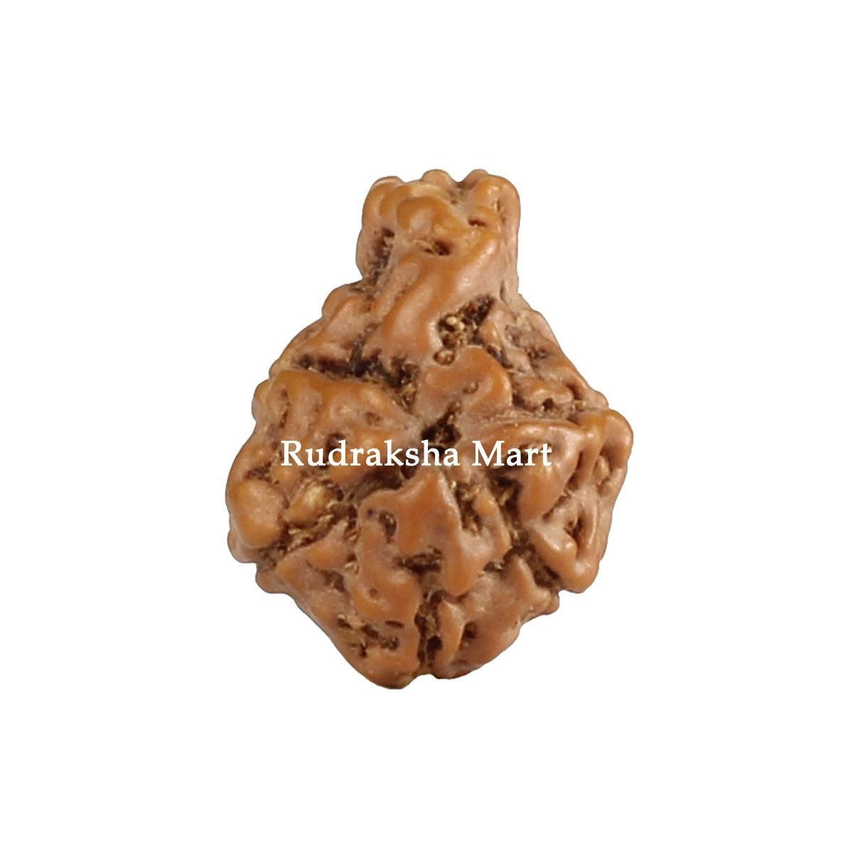 Ganesh Mukhi Java Rudraksha in India, US, UK, Australia, Europe
