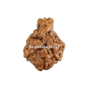 Ganesh Mukhi Java Rudraksha in India, US, UK, Australia, Europe