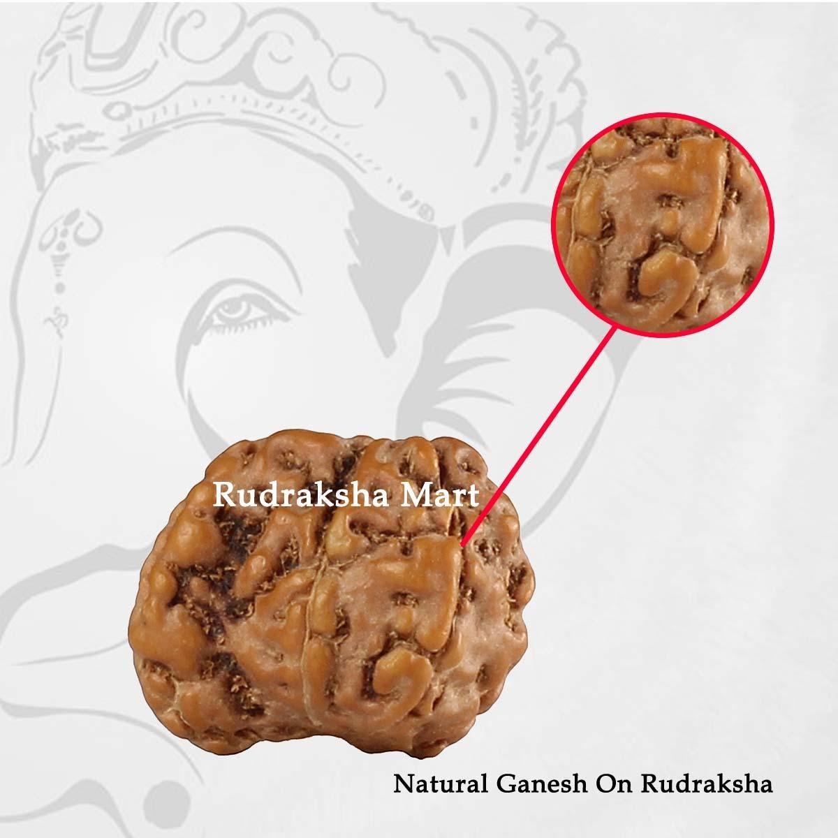 Ganesh Mukhi Java Rudraksha in India, US, UK, Australia, Europe