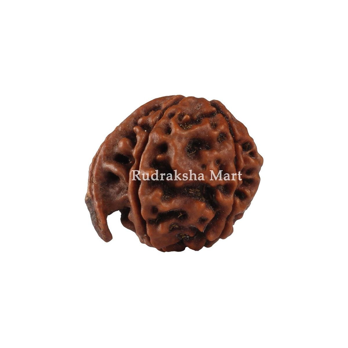 Ganesh Mukhi Nepali Rudraksha in India, US, UK, Australia, Europe