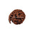 Ganesh Mukhi Nepali Rudraksha in India, US, UK, Australia, Europe