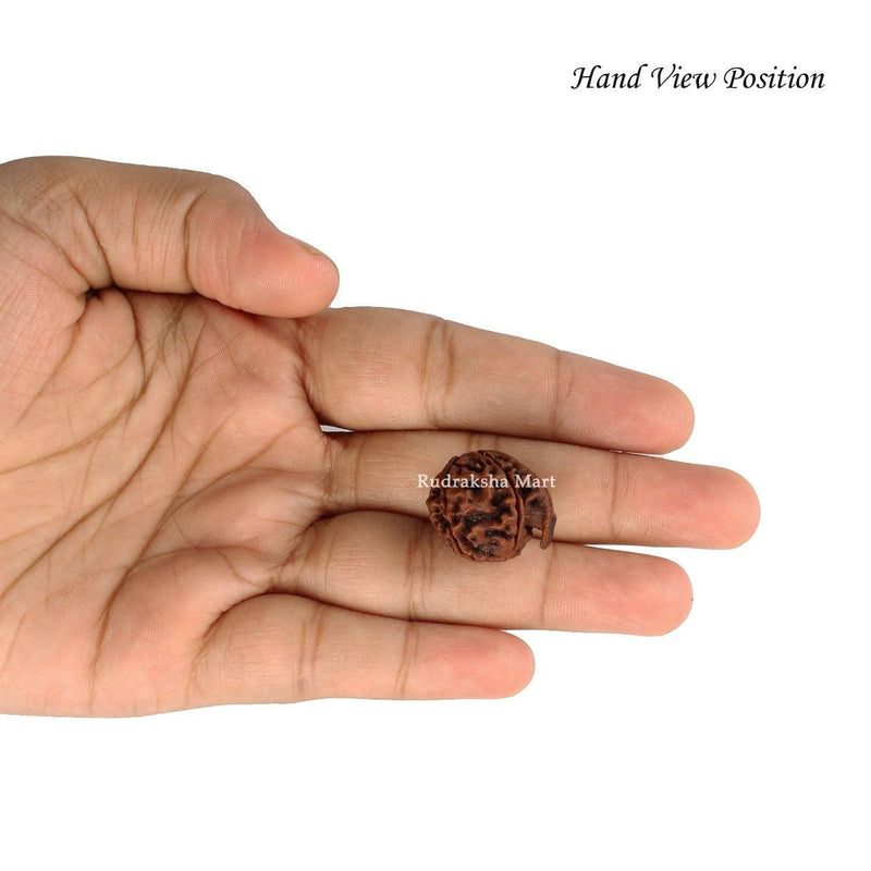 Ganesh Mukhi Nepali Rudraksha in India, US, UK, Australia, Europe