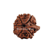 Ganesh Mukhi Nepali Rudraksha in India, US, UK, Australia, Europe