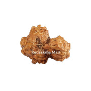 Garbh Gauri Java Rudraksha in India, US, UK, Australia, Europe