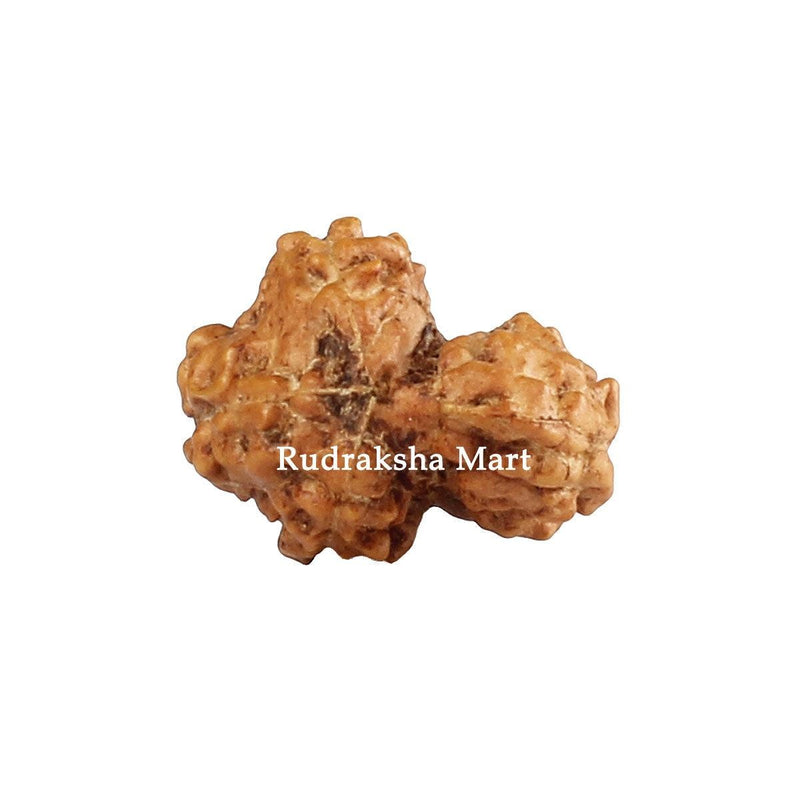 Garbh Gauri Java Rudraksha in India, US, UK, Australia, Europe