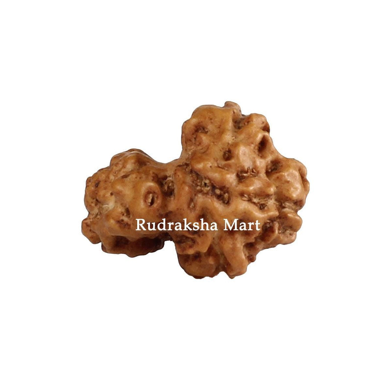 Garbh Gauri Java Rudraksha in India, US, UK, Australia, Europe