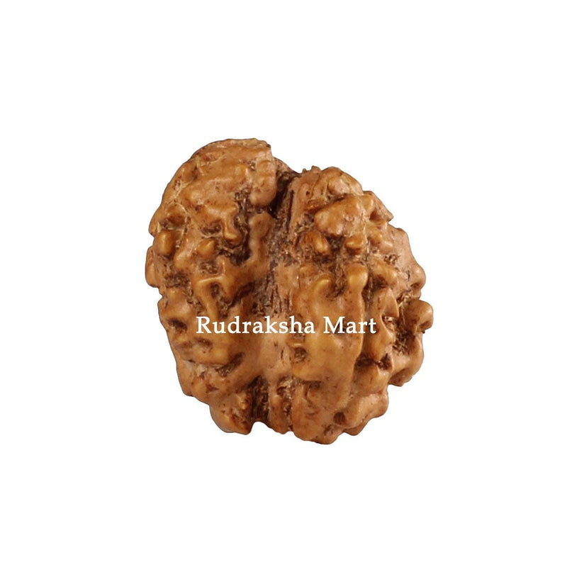 Garbh Gauri Java Rudraksha in India, US, UK, Australia, Europe