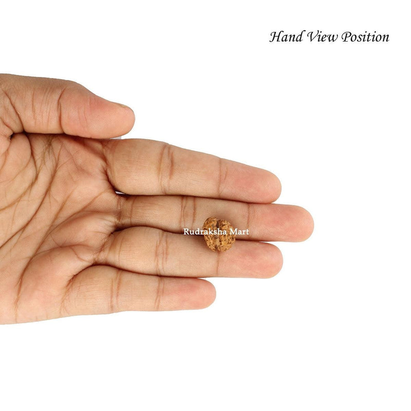 Garbh Gauri Java Rudraksha in India, US, UK, Australia, Europe