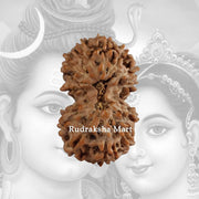 Gauri Shankar Java Rudraksha in India, US, UK, Australia, Europe