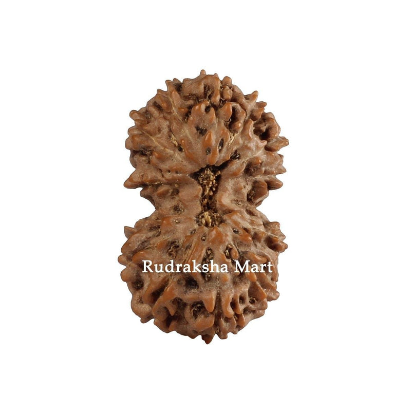 Gauri Shankar Java Rudraksha in India, US, UK, Australia, Europe