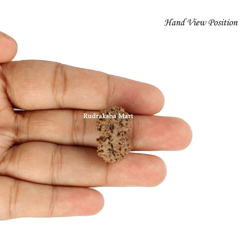Gauri Shankar Java Rudraksha in India, US, UK, Australia, Europe
