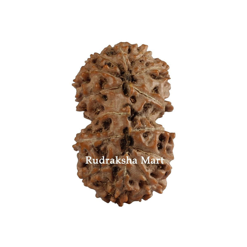 Gauri Shankar Java Rudraksha in India, US, UK, Australia, Europe