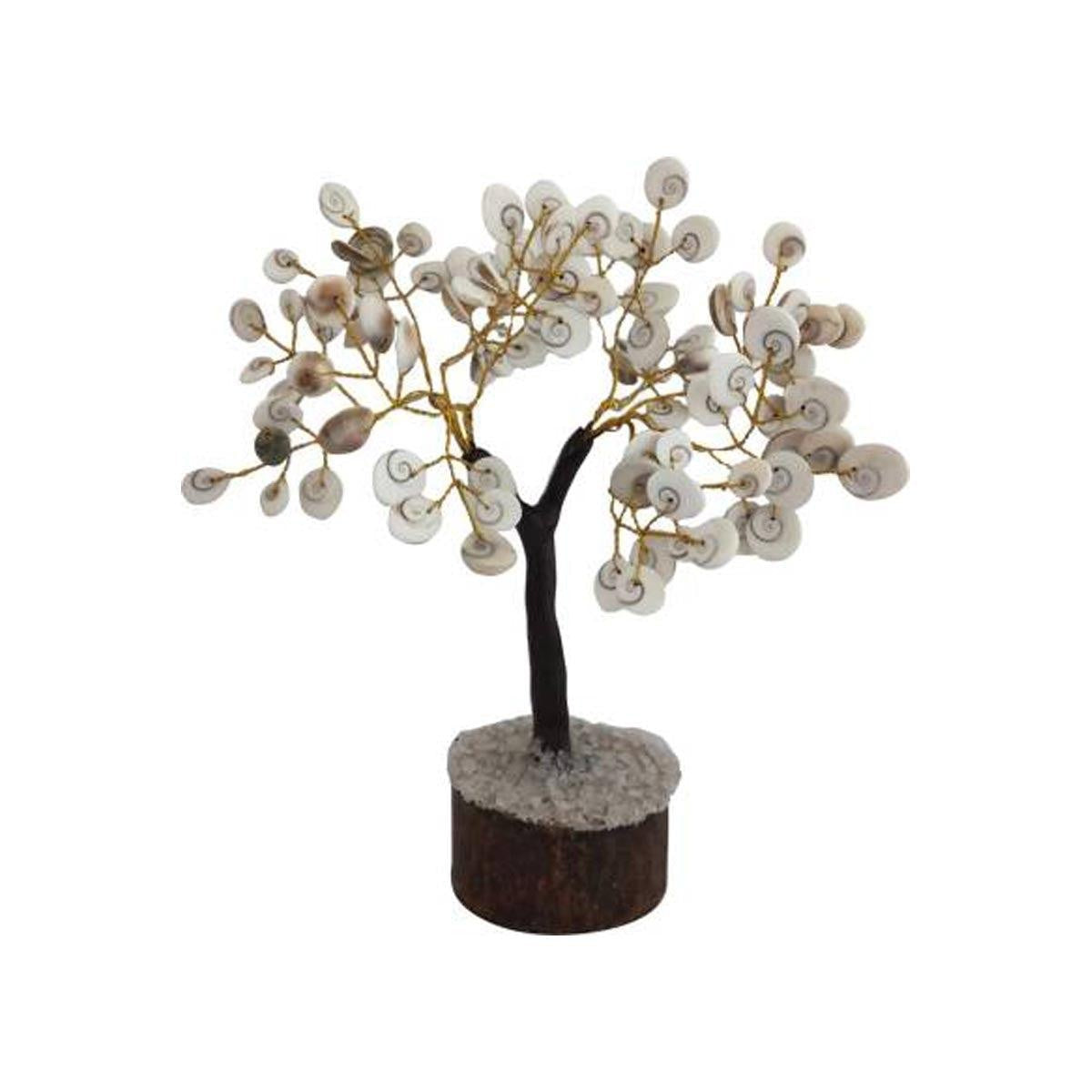 Natural Gomati Chakra Tree in India, US, UK, Australia, Europe