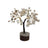 Natural Gomati Chakra Tree in India, US, UK, Australia, Europe