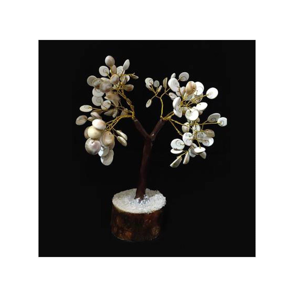Natural Gomati Chakra Tree in India, US, UK, Australia, Europe