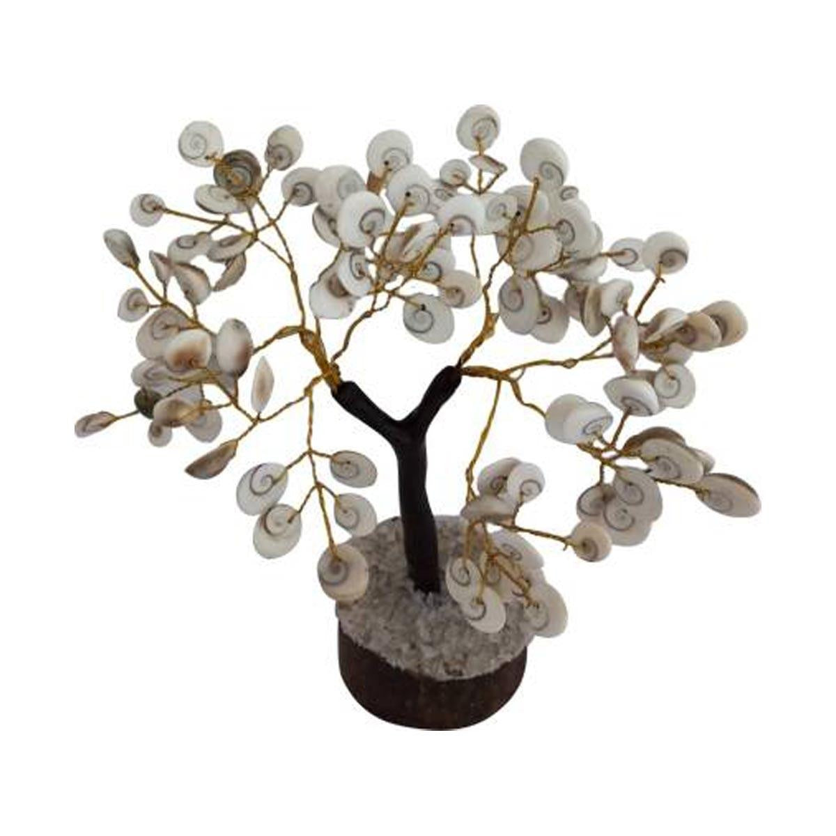 Natural Gomati Chakra Tree in India, US, UK, Australia, Europe