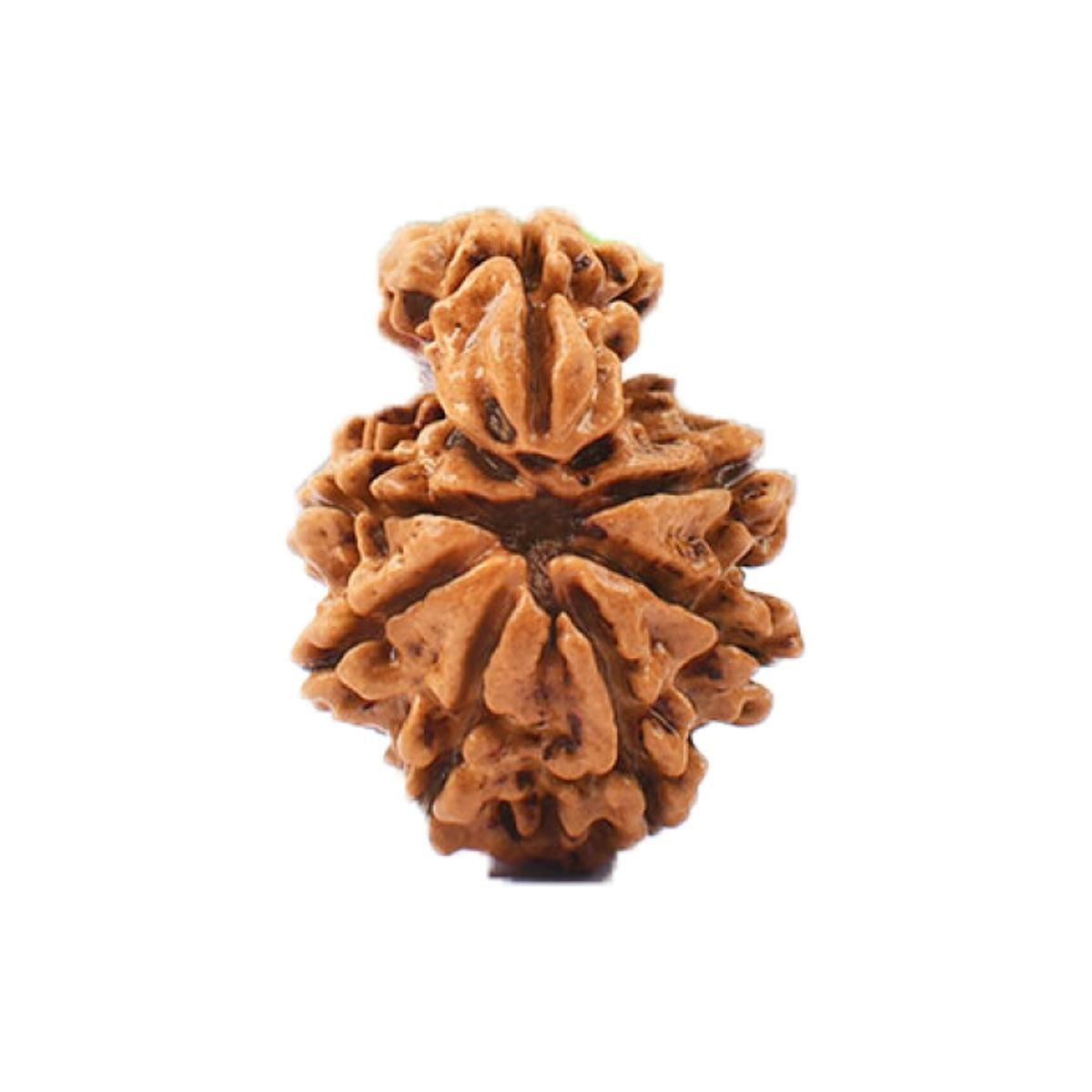 1 Mukhi Savar Nepali Rudraksha with Lab Certified in India, US, UK, Australia, Europe