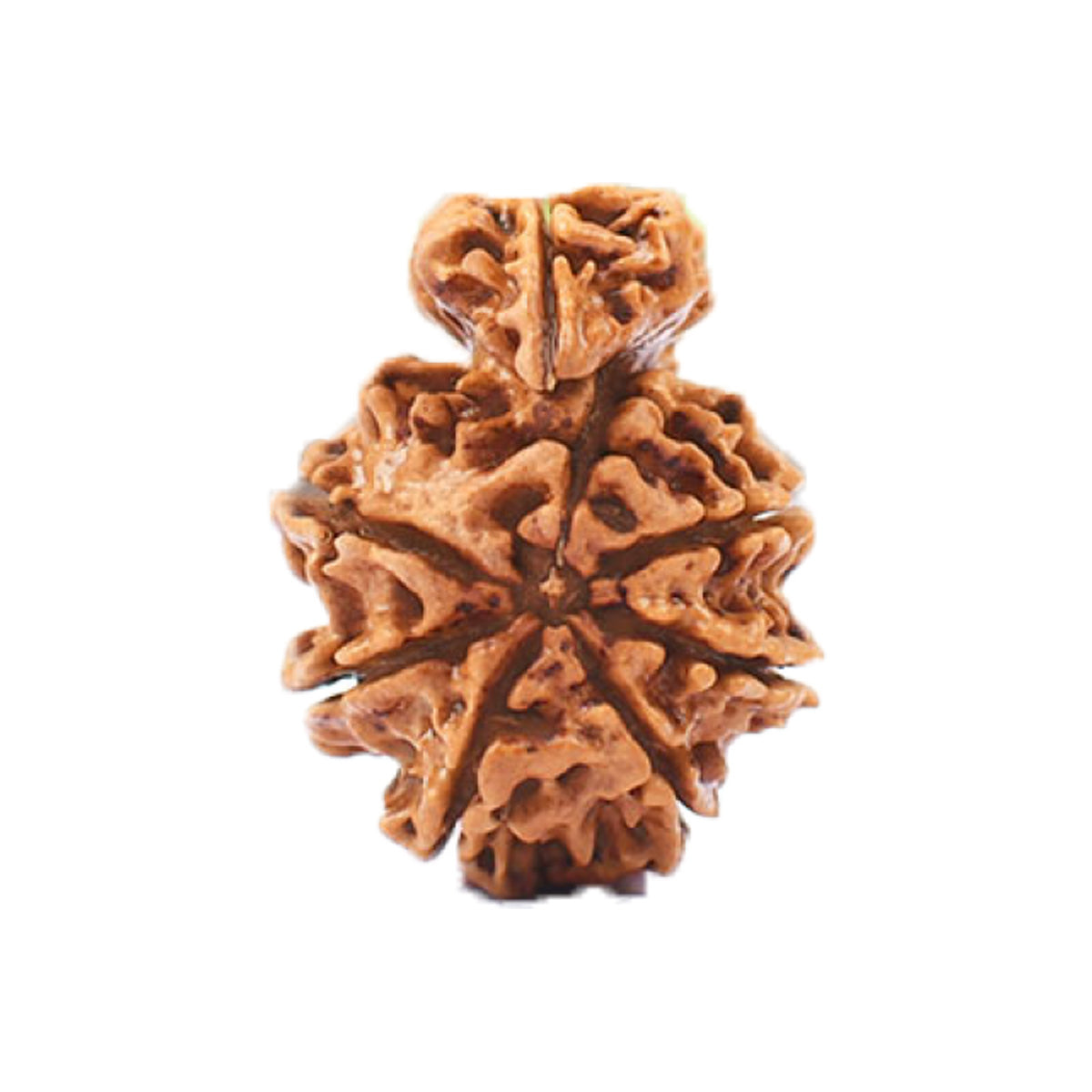1 Mukhi Savar Nepali Rudraksha with Lab Certified in India, US, UK, Australia, Europe