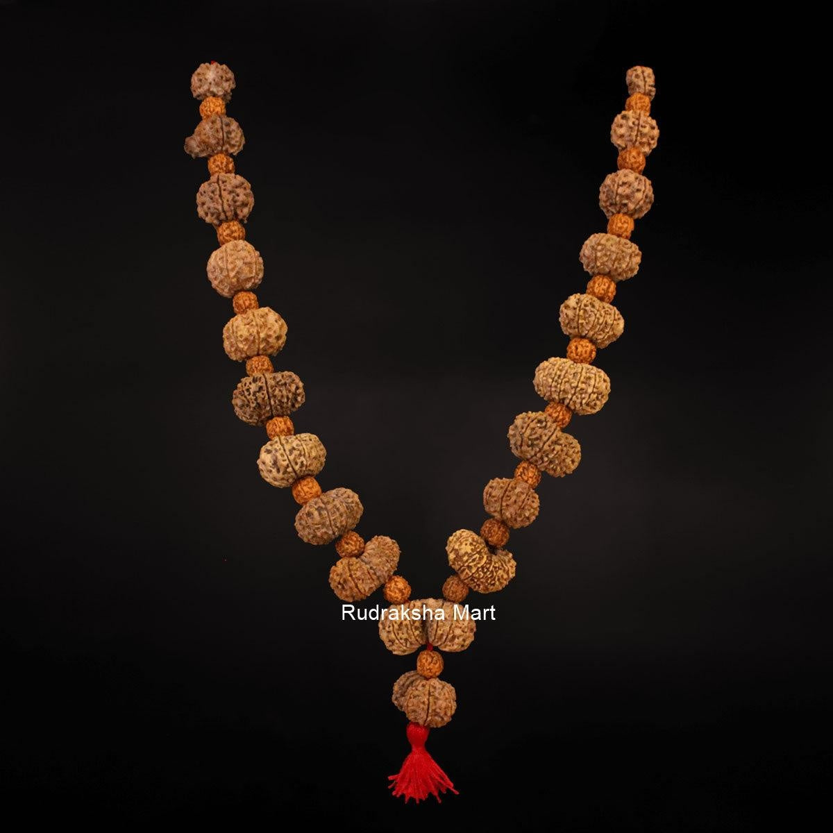 1 Mukhi Savar To 18 Mukhi Rudraksha, Gauri Shankar And A Ganesh Rudraksha - Gayatri Siddha Mala in India, US, UK, Australia, Europe