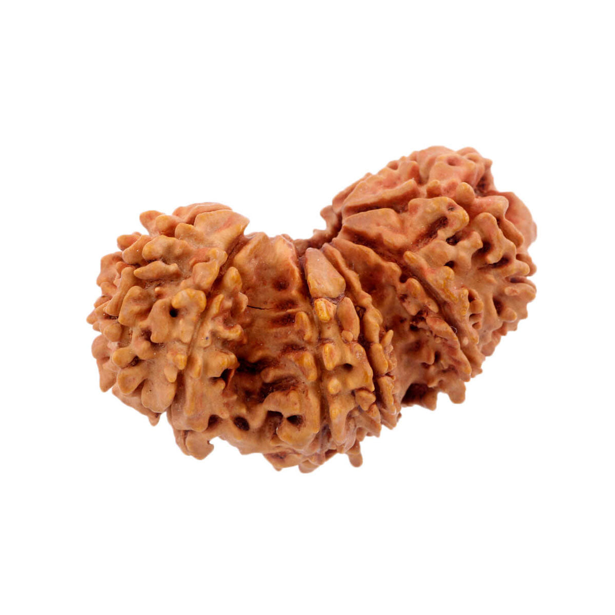 Trijuti Nepali Rudraksha Bead in India, US, UK, Australia, Europe