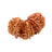Trijuti Nepali Rudraksha Bead in India, US, UK, Australia, Europe