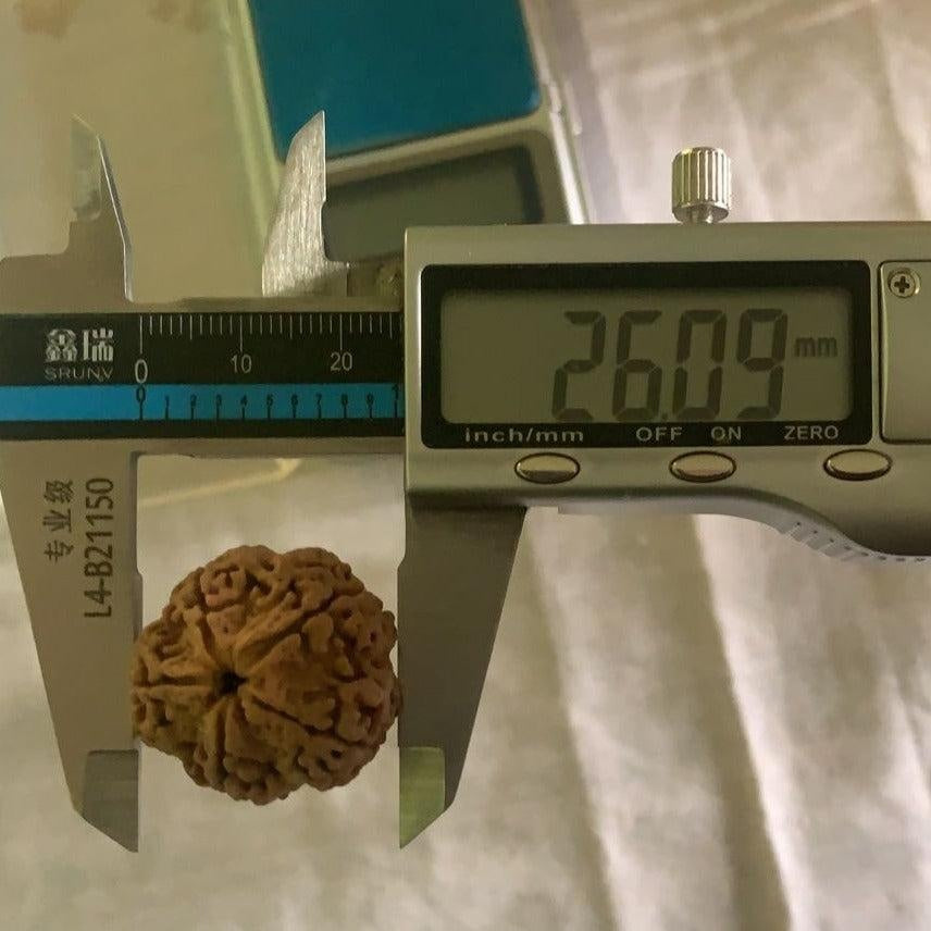 5 Mukhi Nepali Collector Rudraksha Bead in India, US, UK, Australia, Europe