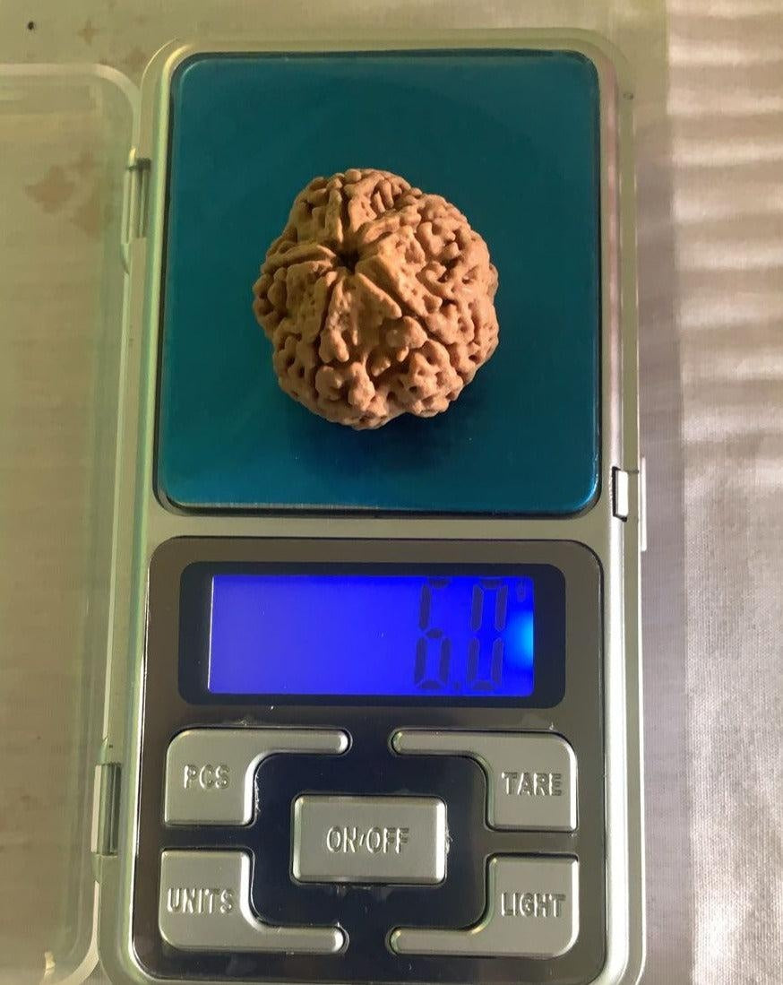 5 Mukhi Nepali Collector Rudraksha Bead in India, US, UK, Australia, Europe