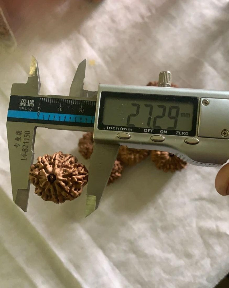 8 Mukhi Nepali Collector Rudraksha Bead in India, US, UK, Australia, Europe