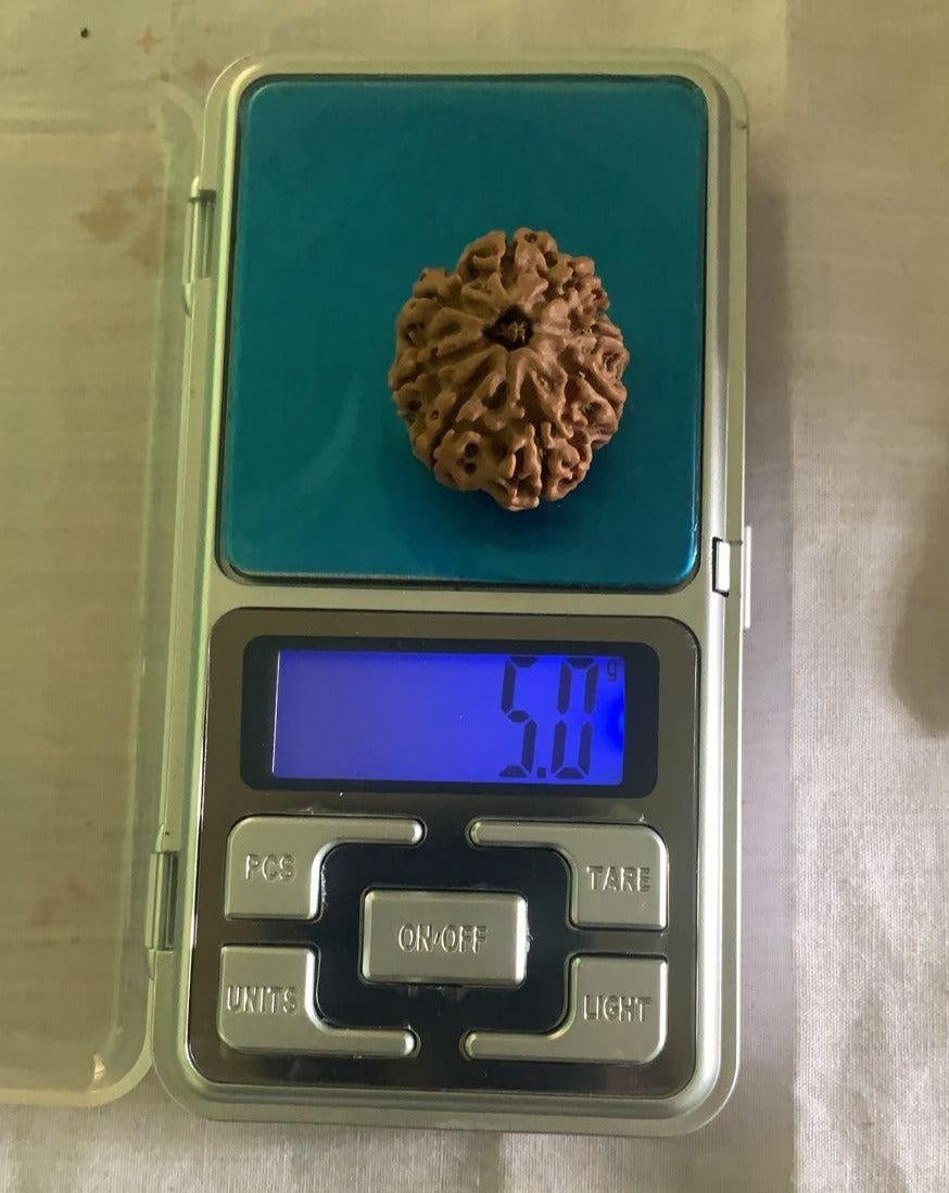 8 Mukhi Nepali Collector Rudraksha Bead in India, US, UK, Australia, Europe