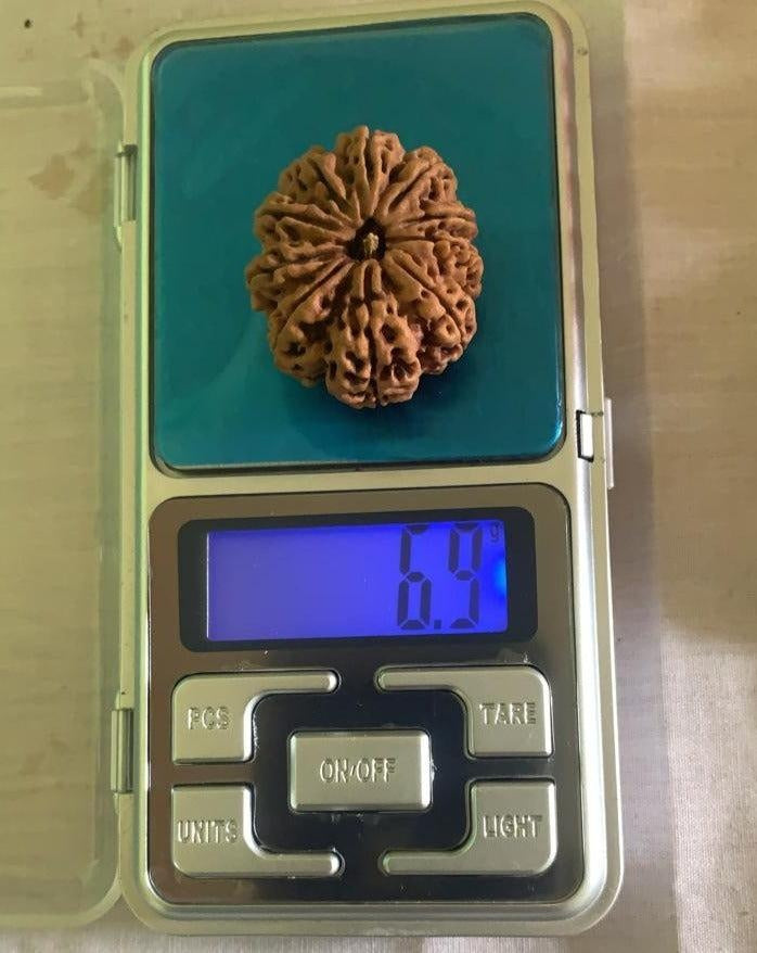 10 Mukhi Nepali Collector Rudraksha Bead in India, US, UK, Australia, Europe