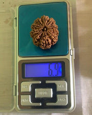 10 Mukhi Nepali Collector Rudraksha Bead in India, US, UK, Australia, Europe