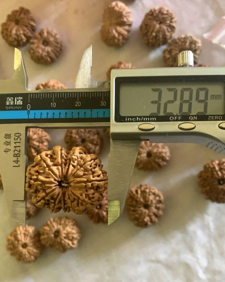 11 Mukhi Nepali Collector Rudraksha Bead in India, US, UK, Australia, Europe