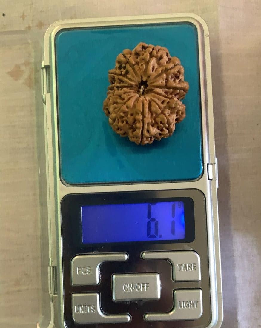 11 Mukhi Nepali Collector Rudraksha Bead in India, US, UK, Australia, Europe