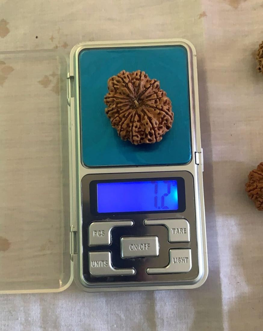12 Mukhi Nepali Collector Rudraksha Bead in India, US, UK, Australia, Europe