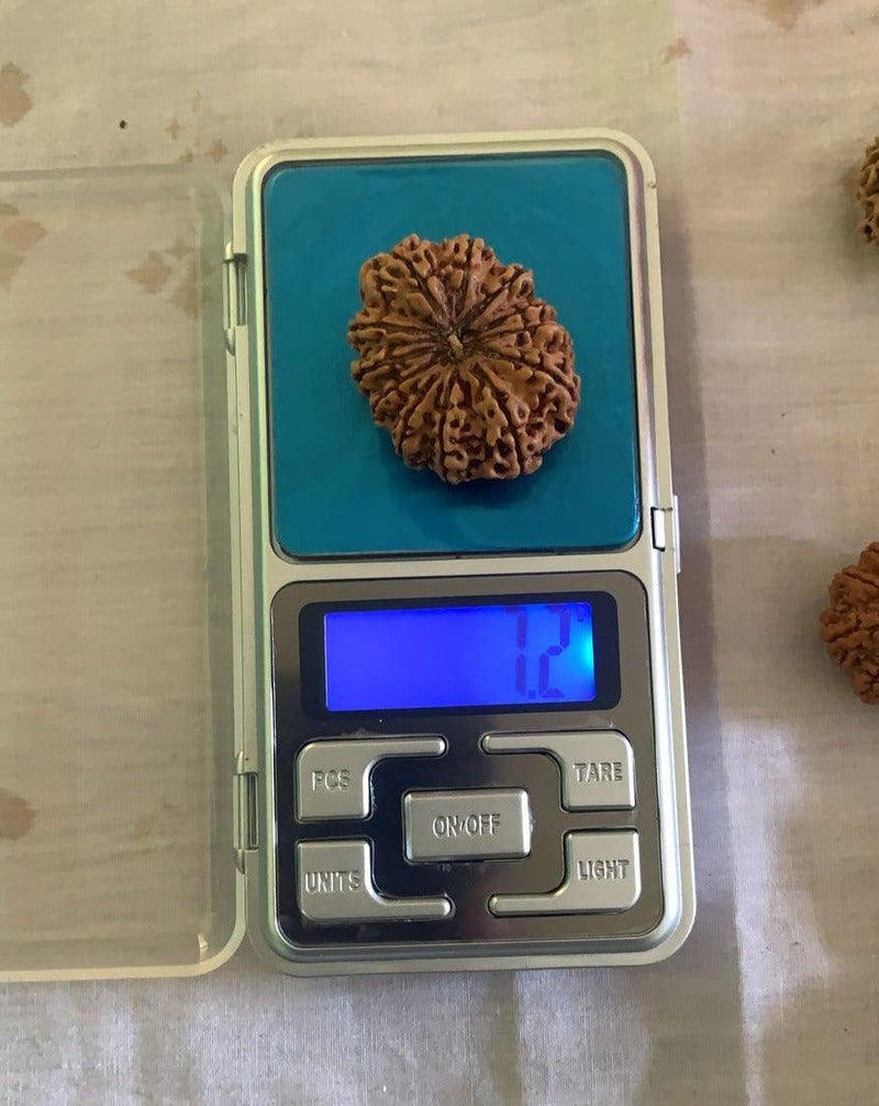 12 Mukhi Nepali Collector Rudraksha Bead in India, US, UK, Australia, Europe