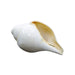 Right Hand Blowing Shankh Conch Shell in India, US, UK, Australia, Europe