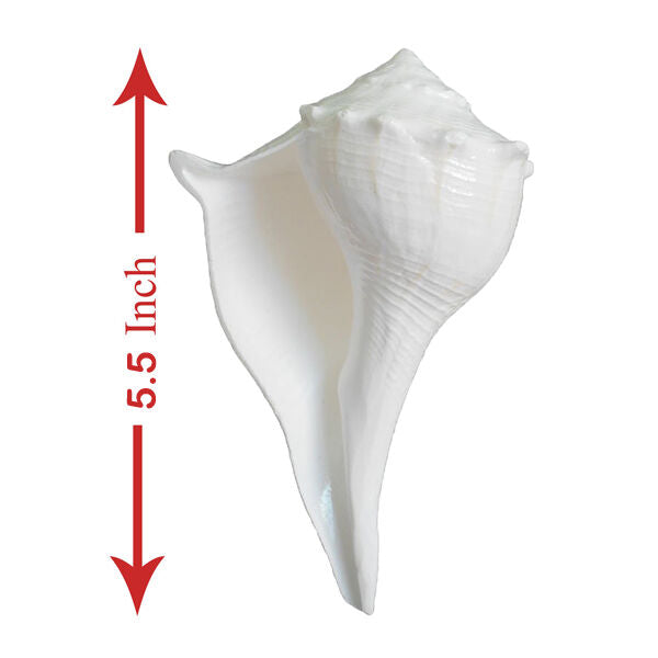 Energized Dakshinavarti Conch (Shankh) in India, US, UK, Australia, Europe
