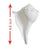 Energized Dakshinavarti Conch (Shankh) in India, US, UK, Australia, Europe
