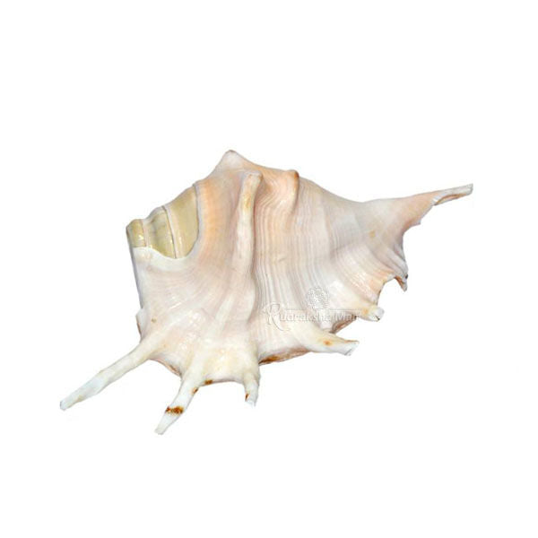 Natural Gaumukhi Shankh Cow Conch in India, US, UK, Australia, Europe