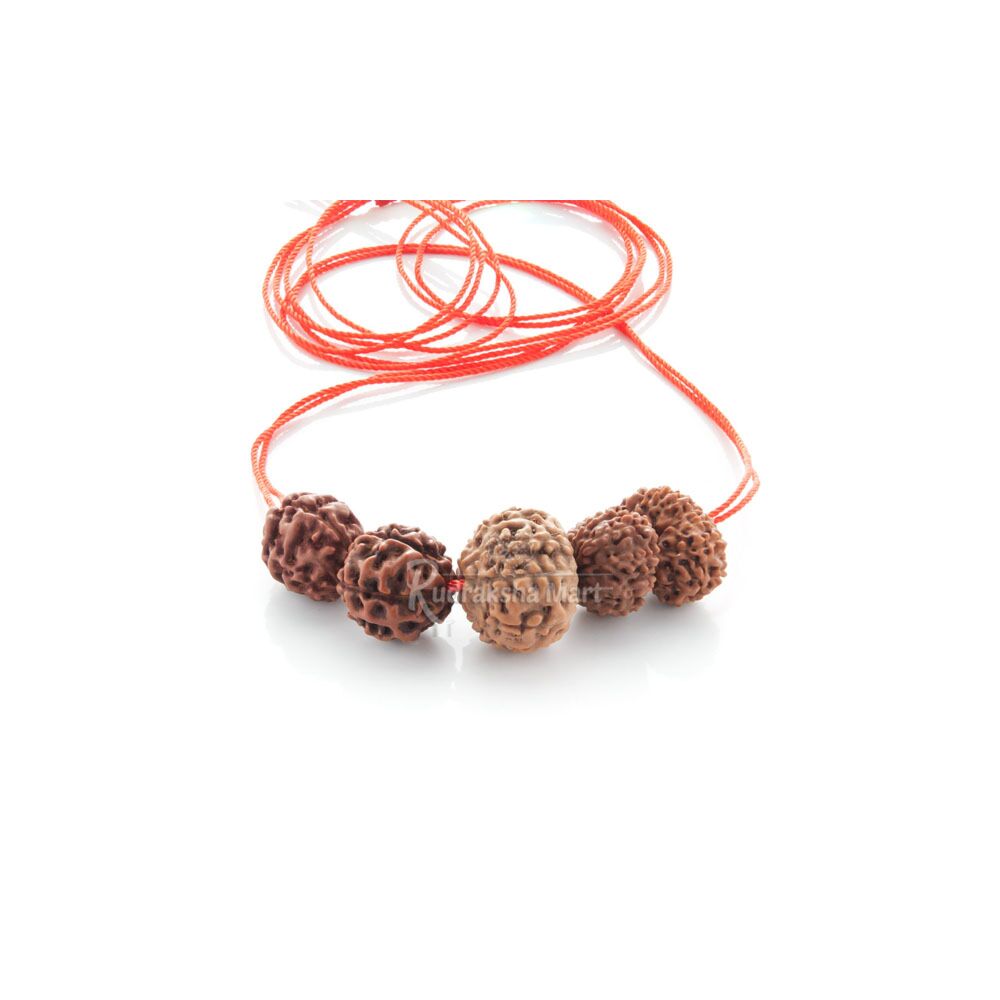 3, 5, 10, 11, 12 Mukhi Java Rudraksha Combination - Navagraha Shanti Mala in India, US, UK, Australia, Europe