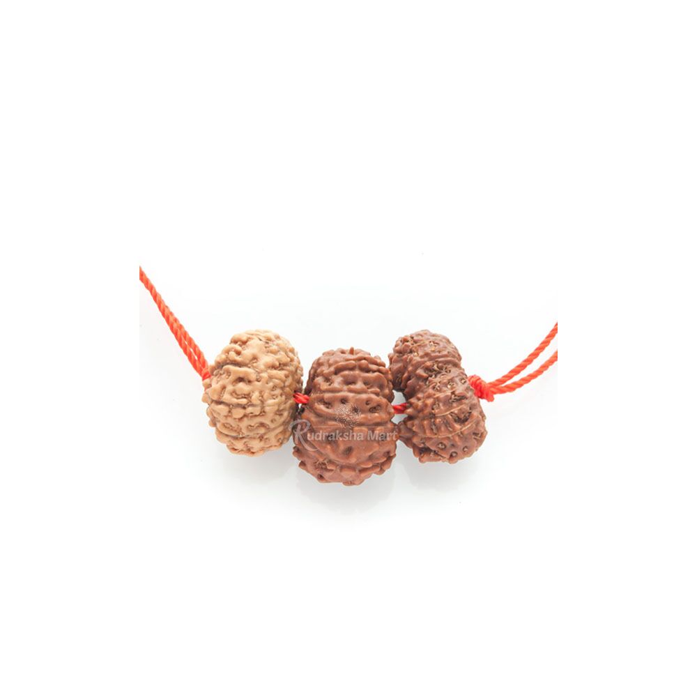 10, 11 and 16 Mukhi Java Rudraksha Beads Combination Mala - Victory Mala in India, US, UK, Australia, Europe