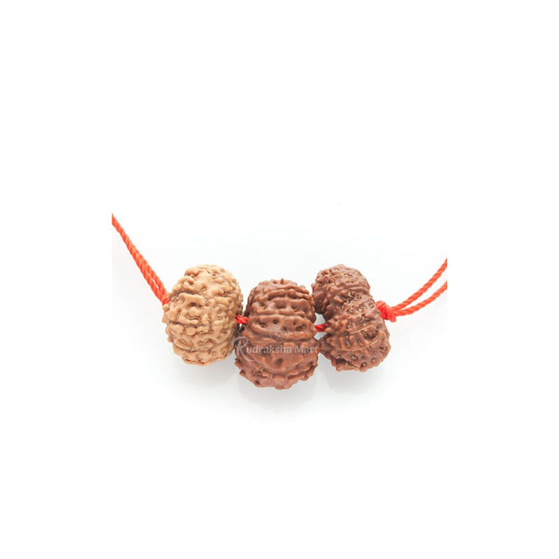 10, 11 and 16 Mukhi Java Rudraksha Beads Combination Mala - Victory Mala in India, US, UK, Australia, Europe