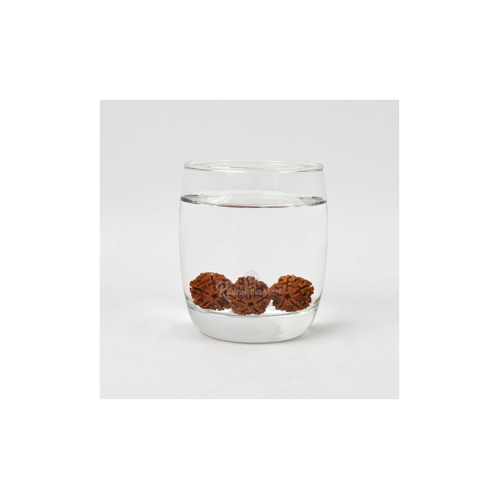 5 Mukhi Nepali Rudraksha Beads for Water Energising in India, US, UK, Australia, Europe