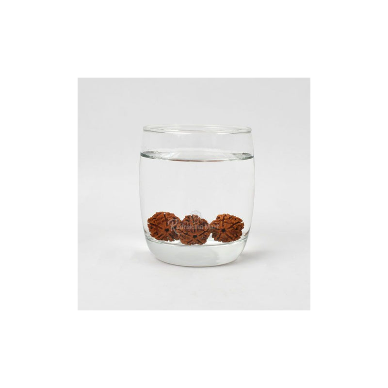5 Mukhi Nepali Rudraksha Beads for Water Therapy in India, US, UK, Australia, Europe