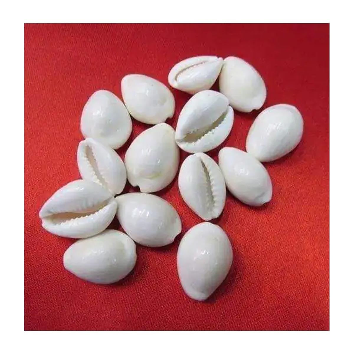 Natural Original White Kawdi for Laxmi Pooja in India, US, UK, Australia, Europe
