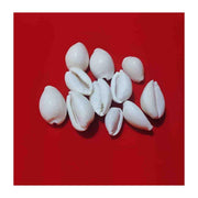 Natural Original White Kawdi for Laxmi Pooja in India, US, UK, Australia, Europe