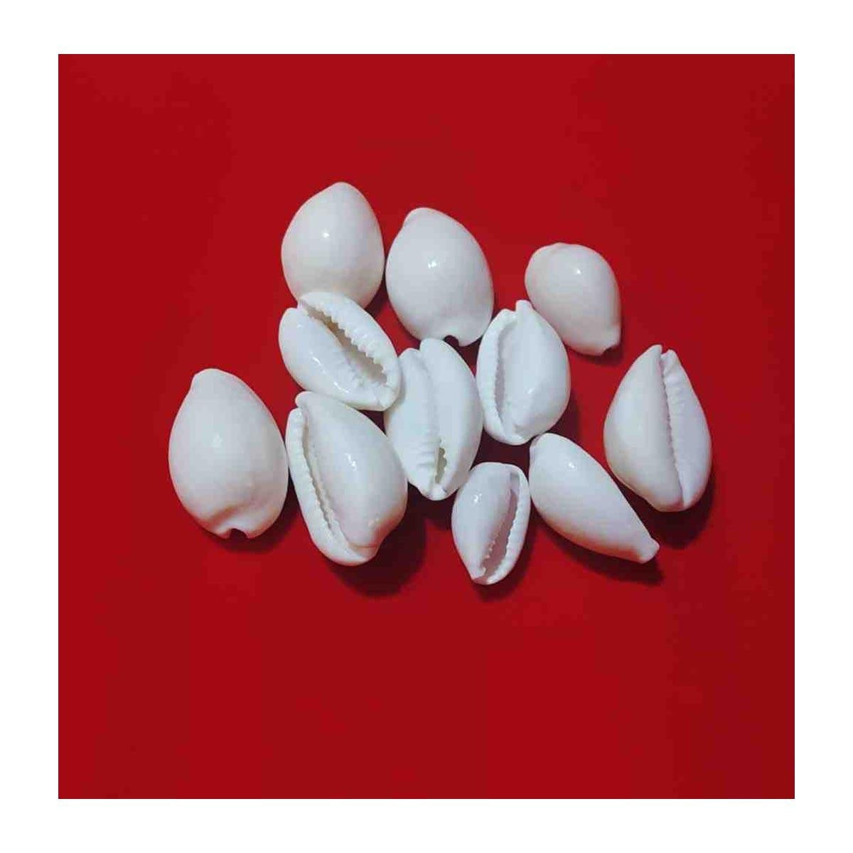 Natural Original White Kawdi for Laxmi Pooja in India, US, UK, Australia, Europe