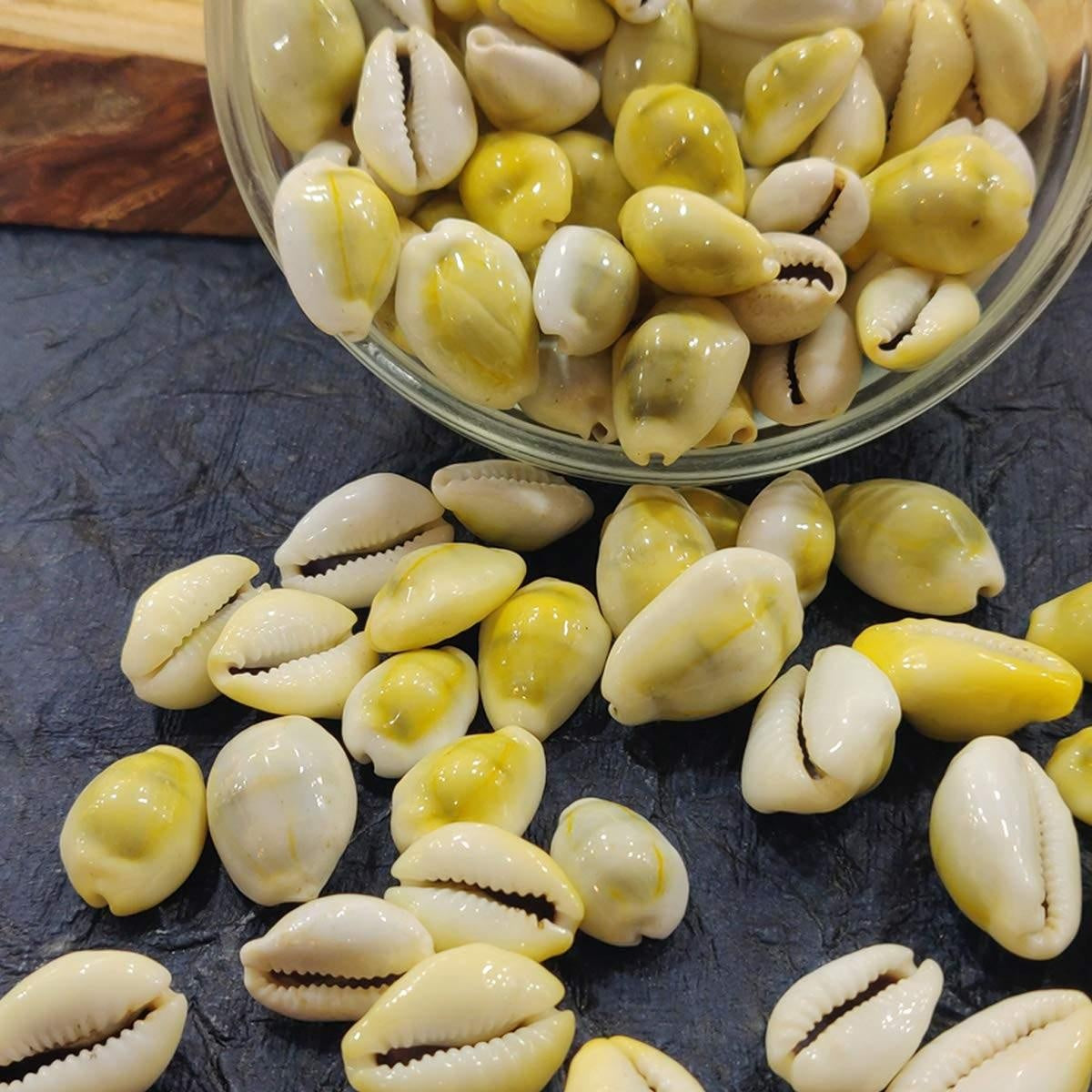 Natural Original Yellow Kawdi for Laxmi Pooja in India, US, UK, Australia, Europe